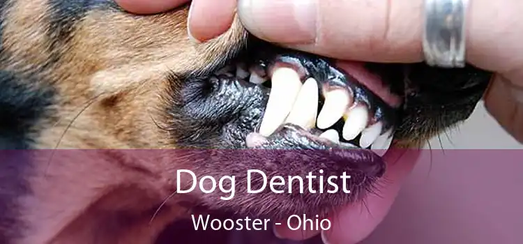 Dog Dentist Wooster - Ohio
