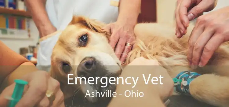 Emergency Vet Ashville - Ohio
