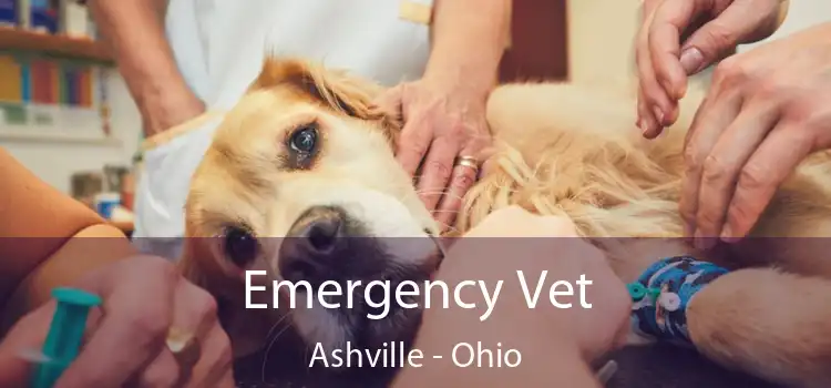 Emergency Vet Ashville - Ohio