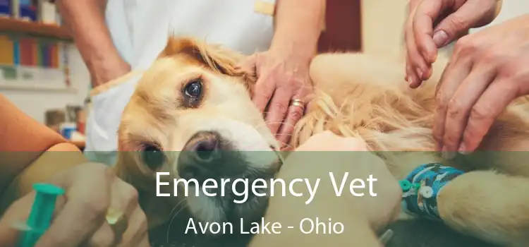 Emergency Vet Avon Lake - Ohio