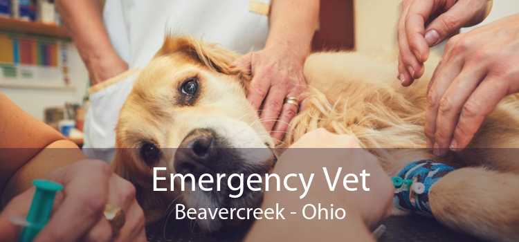 Emergency Vet Beavercreek - Ohio