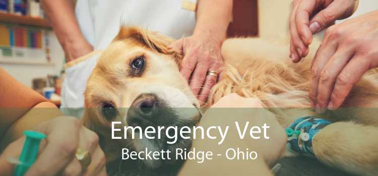 Emergency Vet Beckett Ridge - Ohio