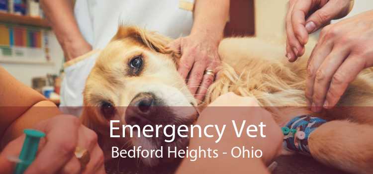 Emergency Vet Bedford Heights - Ohio