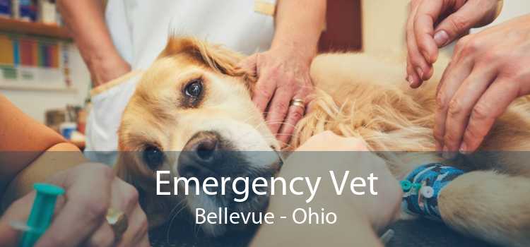 Emergency Vet Bellevue - Ohio