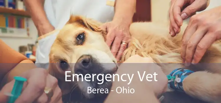 Emergency Vet Berea - Ohio