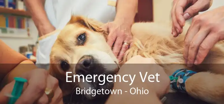 Emergency Vet Bridgetown - Ohio