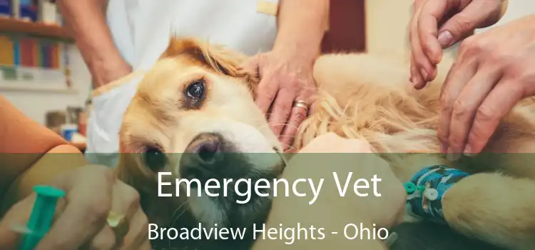 Emergency Vet Broadview Heights - Ohio