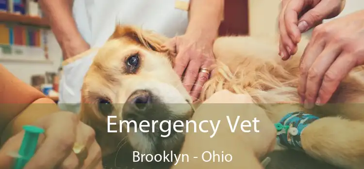 Emergency Vet Brooklyn - Ohio