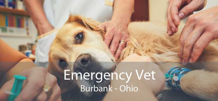 Emergency Vet Burbank - Ohio
