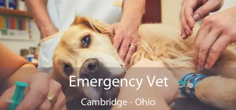 Emergency Vet Cambridge - Ohio