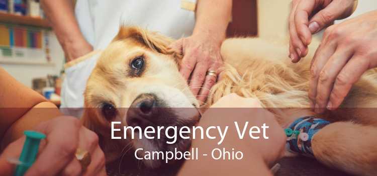 Emergency Vet Campbell - Ohio