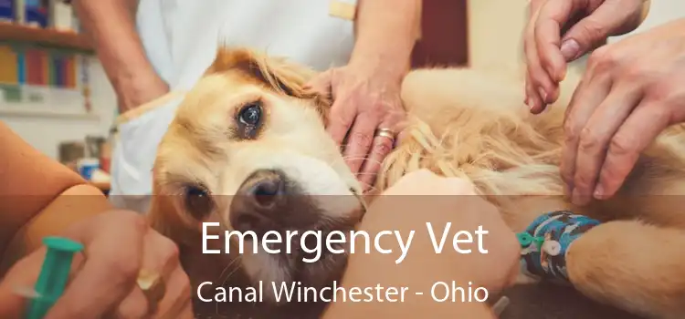 Emergency Vet Canal Winchester - Ohio