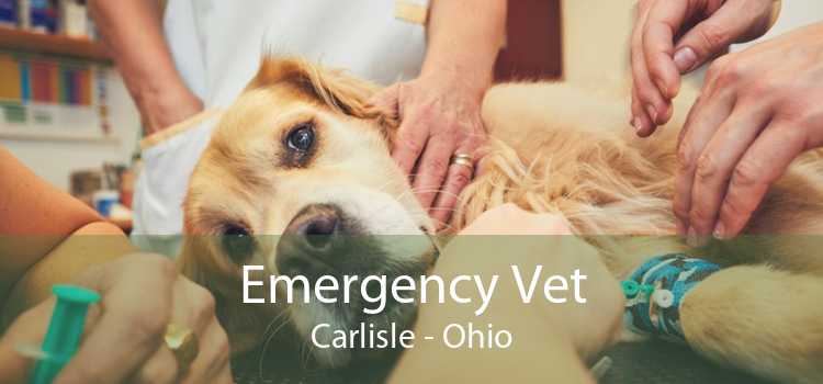 Emergency Vet Carlisle - Ohio