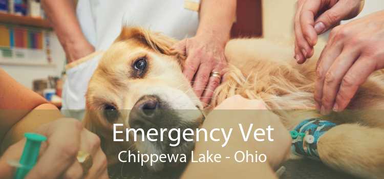 Emergency Vet Chippewa Lake - Ohio