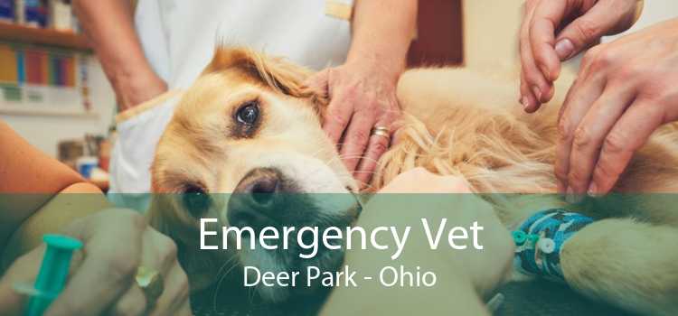 Emergency Vet Deer Park - Ohio