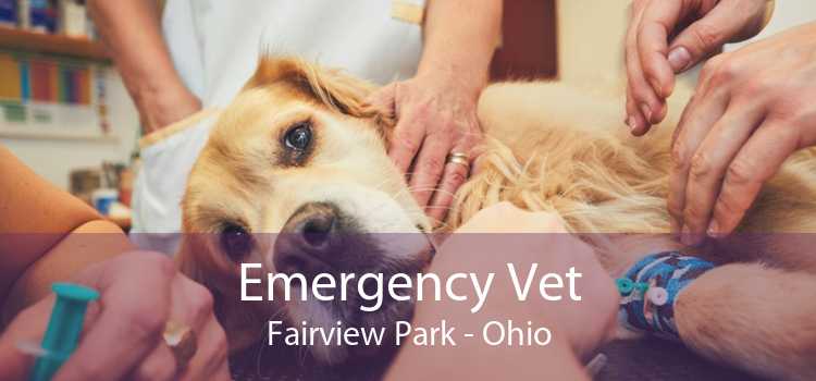 Emergency Vet Fairview Park - Ohio