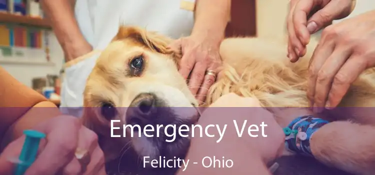 Emergency Vet Felicity - Ohio