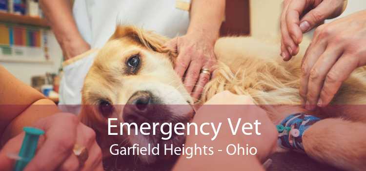 Emergency Vet Garfield Heights - Ohio