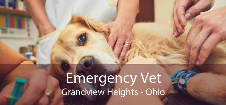 Emergency Vet Grandview Heights - Ohio