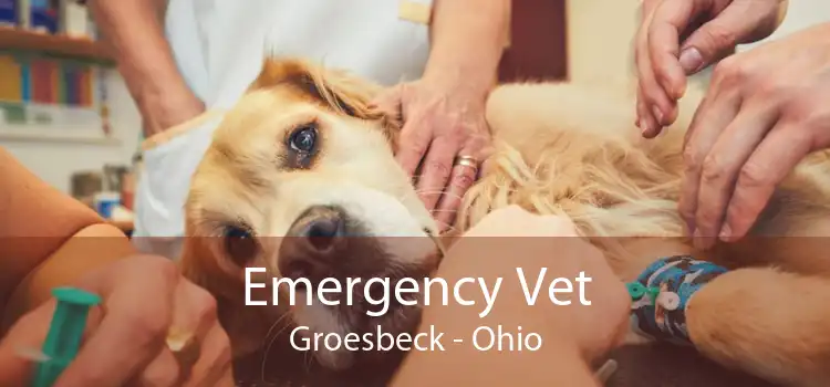 Emergency Vet Groesbeck - Ohio