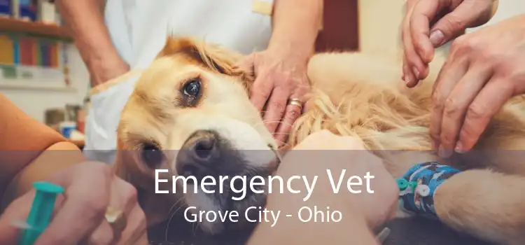Emergency Vet Grove City - Ohio
