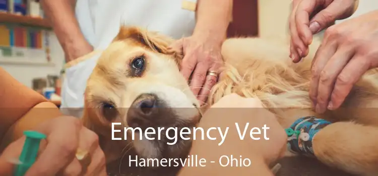 Emergency Vet Hamersville - Ohio