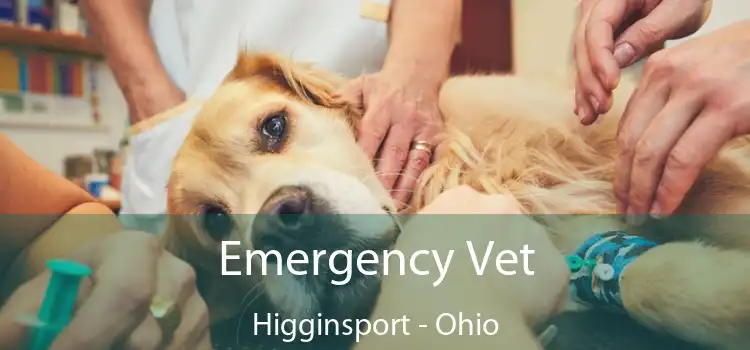 Emergency Vet Higginsport - Ohio