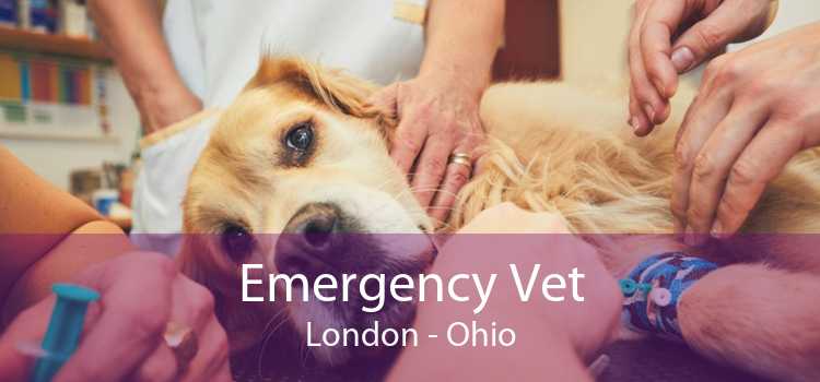 Emergency Vet London - Ohio