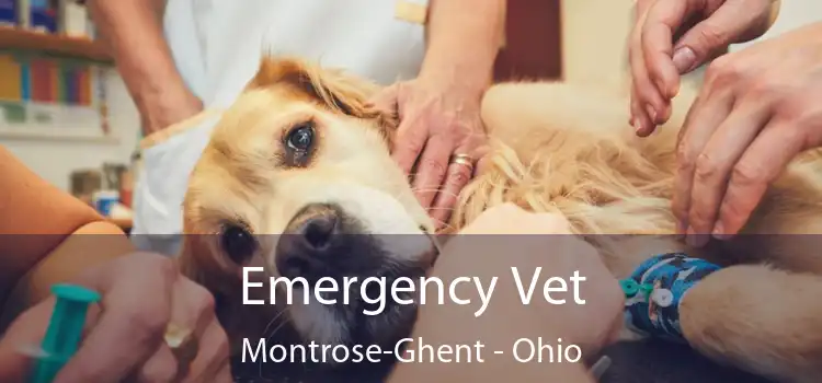 Emergency Vet Montrose-Ghent - Ohio