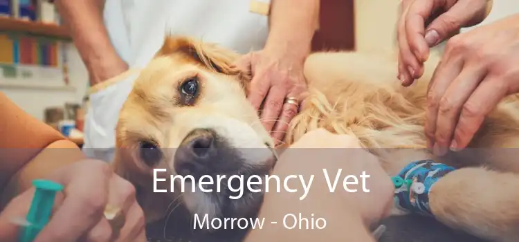 Emergency Vet Morrow - Ohio