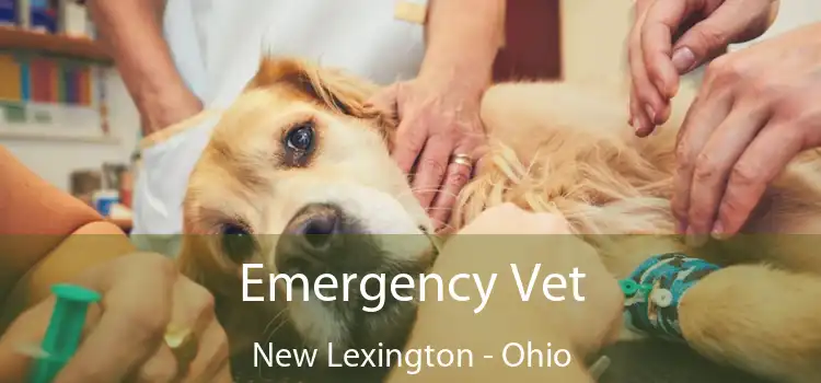 Emergency Vet New Lexington - Ohio