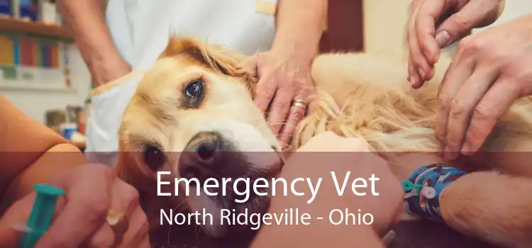 Emergency Vet North Ridgeville - Ohio