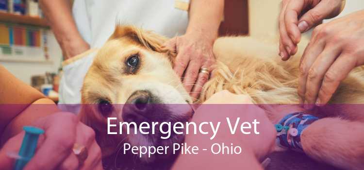 Emergency Vet Pepper Pike - Ohio