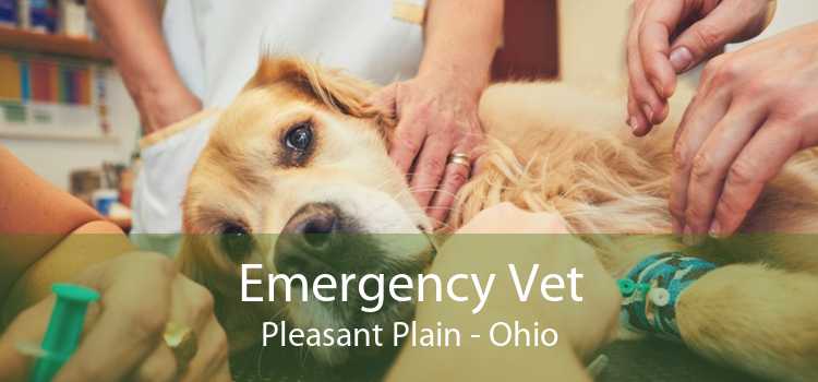 Emergency Vet Pleasant Plain - Ohio