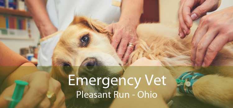 Emergency Vet Pleasant Run - Ohio
