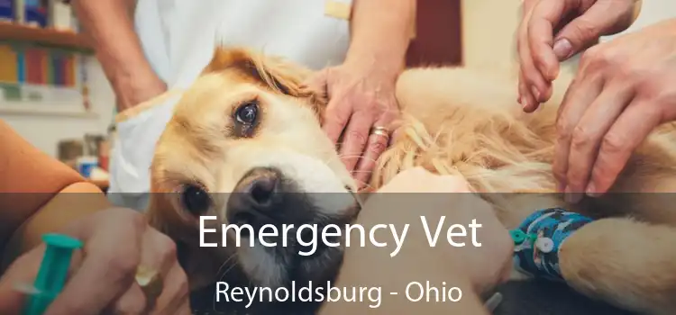 Emergency Vet Reynoldsburg - Ohio