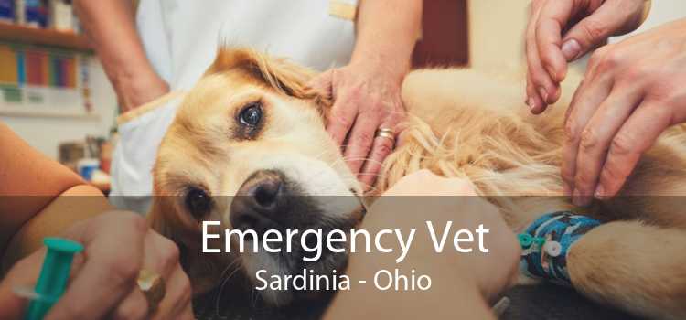 Emergency Vet Sardinia - Ohio