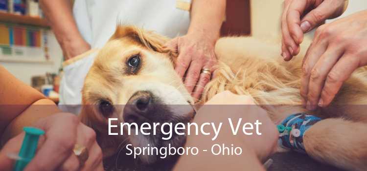 Emergency Vet Springboro - Ohio