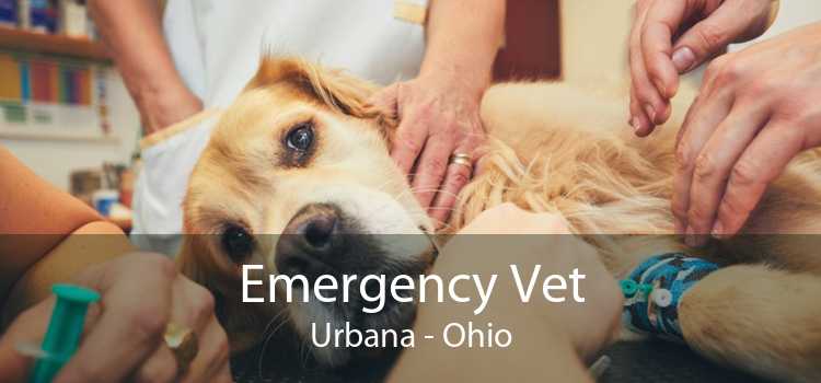 Emergency Vet Urbana - Ohio