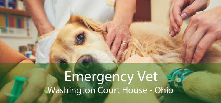 Emergency Vet Washington Court House - Ohio