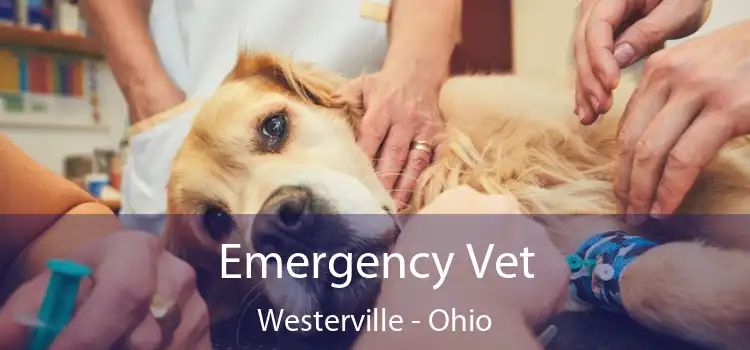 Emergency Vet Westerville - Ohio