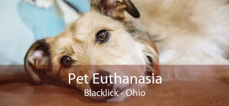 Pet Euthanasia Blacklick - Ohio