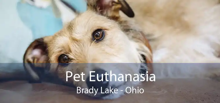 Pet Euthanasia Brady Lake - Ohio