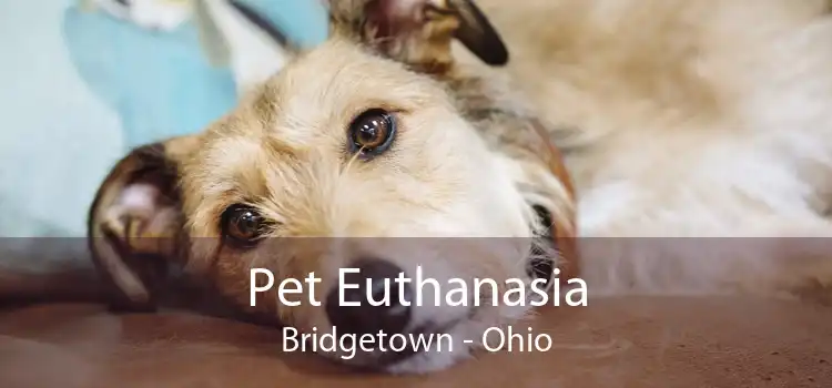 Pet Euthanasia Bridgetown - Ohio