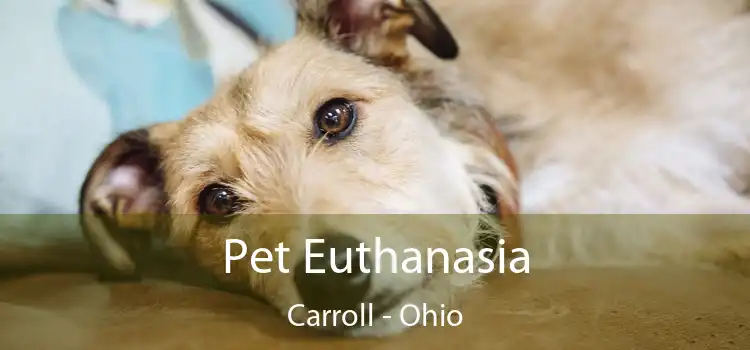 Pet Euthanasia Carroll - Ohio