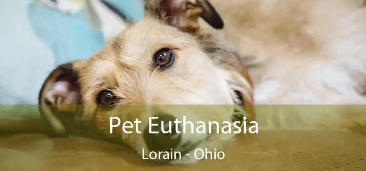 Pet Euthanasia Lorain - Ohio