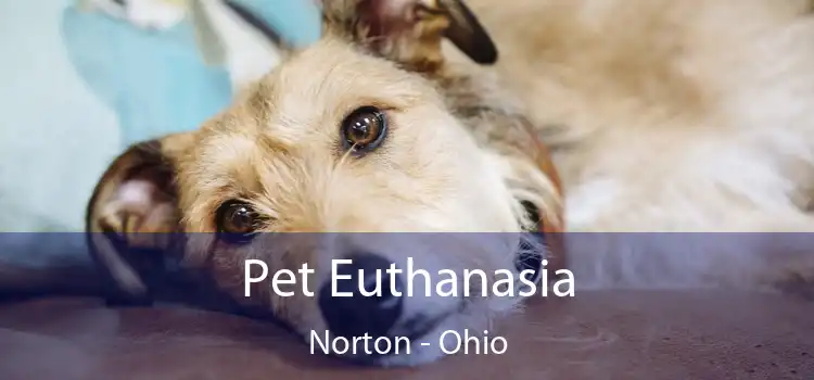 Pet Euthanasia Norton - Ohio