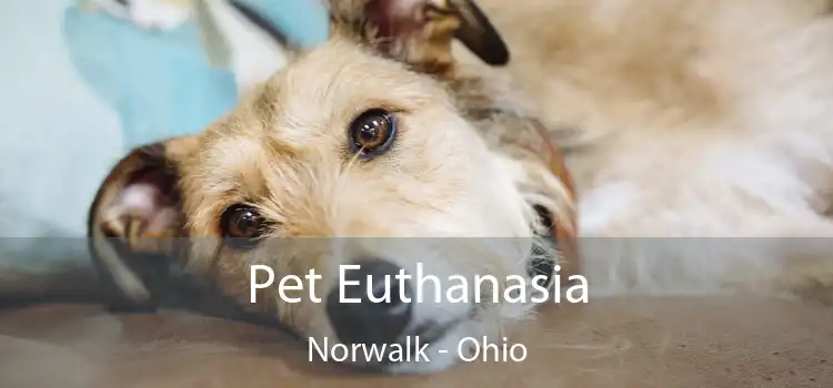 Pet Euthanasia Norwalk - Ohio