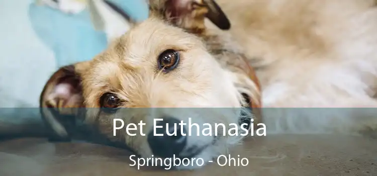 Pet Euthanasia Springboro - Ohio