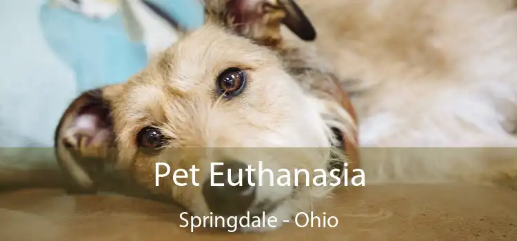 Pet Euthanasia Springdale - Ohio